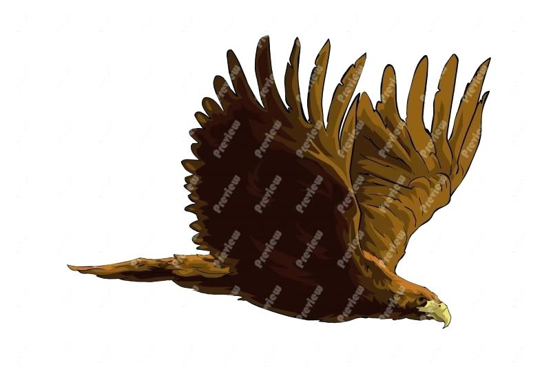 800x536 Golden Eagle Clip Art Soaring Eagle Clip Art Library Golden Eagle