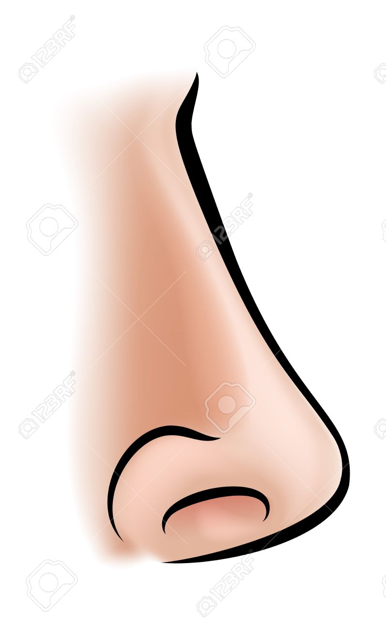 797x1300 Clipart Of A Nose 64448071 An Illustration Of A Human Nose Body