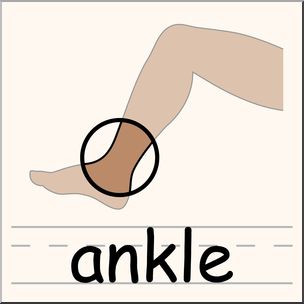 304x304 Clip Art Parts Of The Body Ankle Color I Abcteach