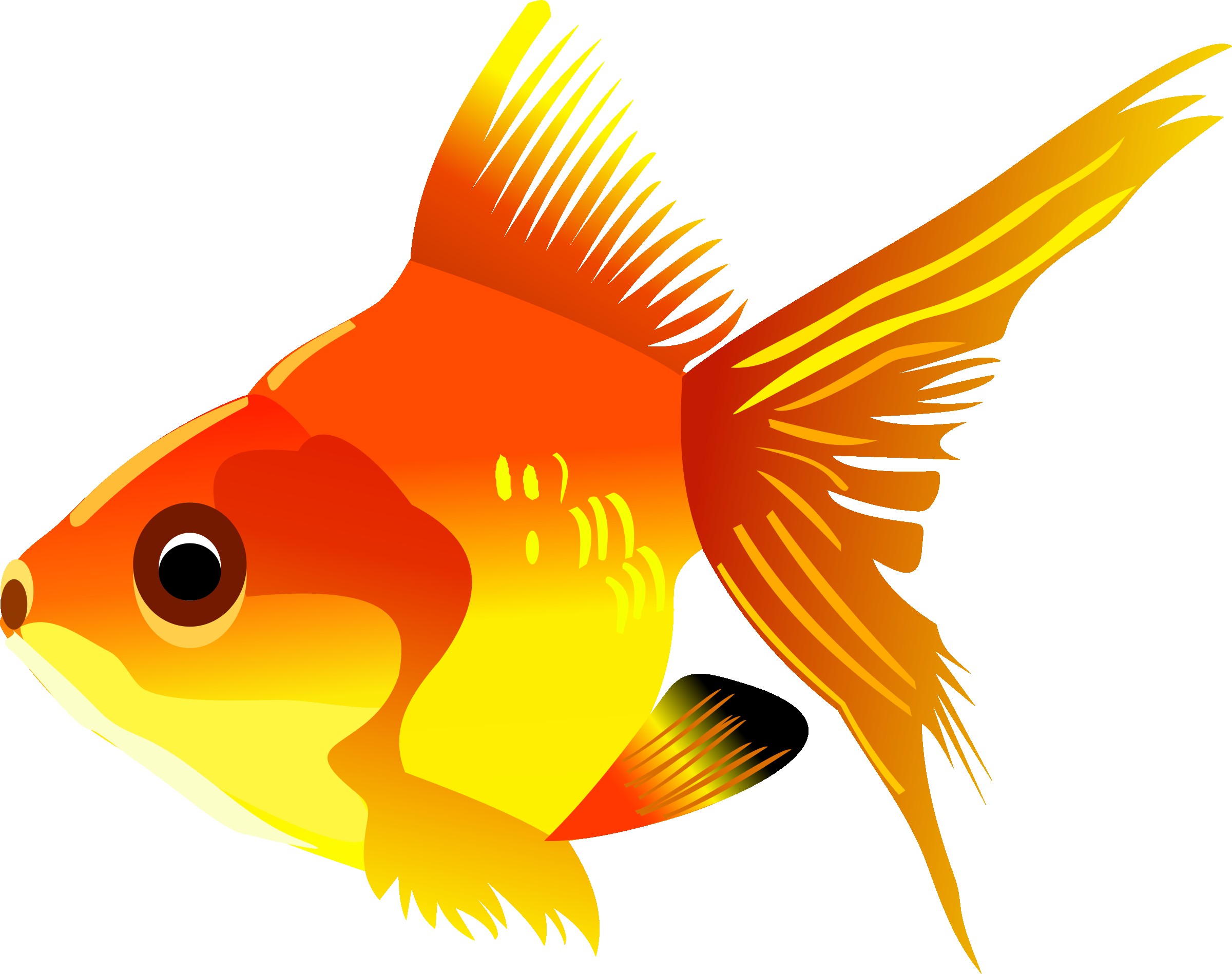 2400x1898 Goldfish Transparent Png Clip Art Image Gallery Yopriceville