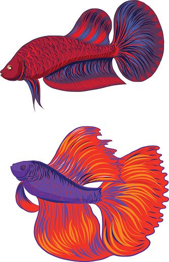 333x516 Siamese Fighting Fish Clip Art, Vector Images Amp Illustrations