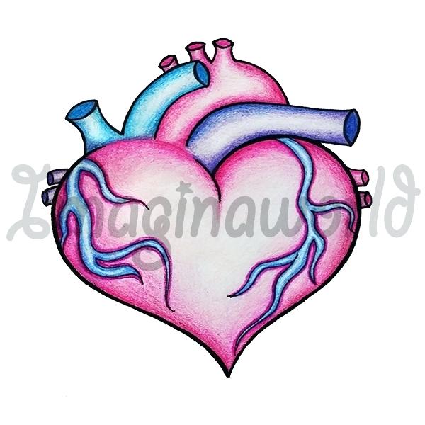 600x600 Anatomical Heart Clip Art Human Heart Free Stock Photo Clip Art
