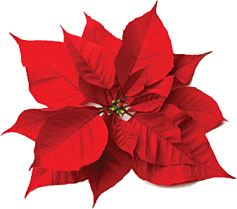 337x298 Christmas Flower Clipart