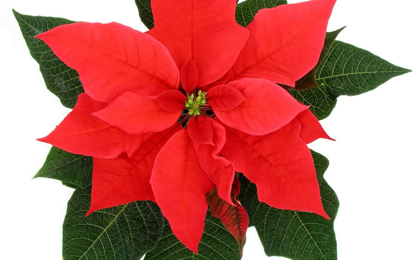 1368x855 December Flower Clip Art Gardening Flower And Vegetables