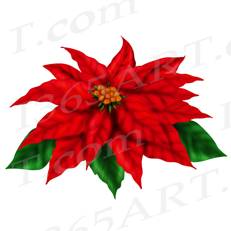 800x800 50% Off Poinsettia Clip Art Clipart, Red Poinsettia, Diy