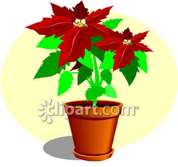 350x328 A Poinsettia Plant