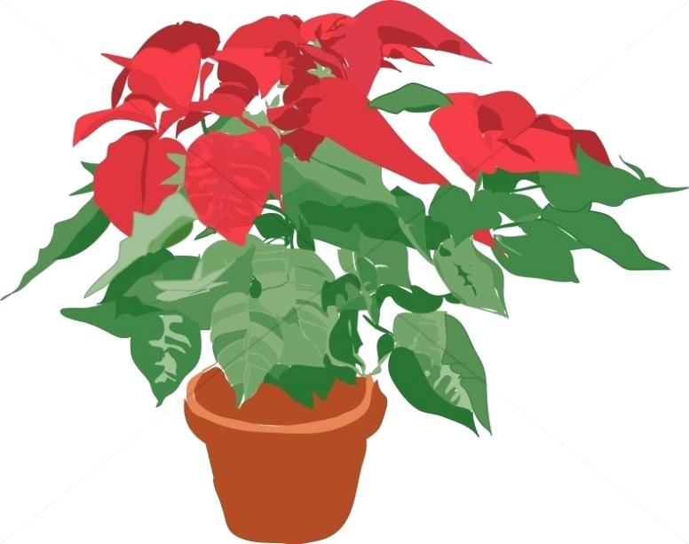 776x613 Free Poinsettia Clipart