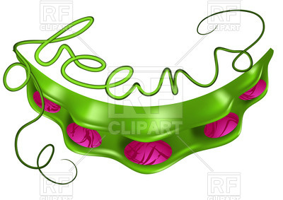 400x283 Runner Beans Royalty Free Vector Clip Art Image