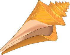 236x186 Seashell 01 Medium 600pixel Clipart, Vector Clip Art Animal