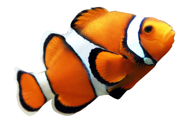 588x399 Clown Fish Clipart