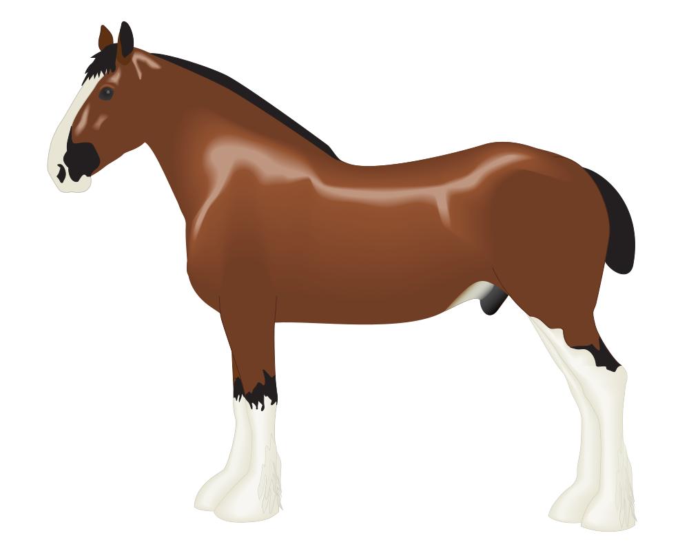 1000x800 Clydesdale Horse Clipart