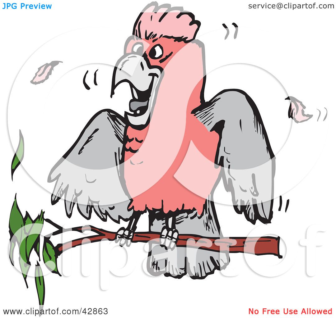 1080x1024 Clipart Illustration Of Pinknd Grey Galah Cockatoo Bird On
