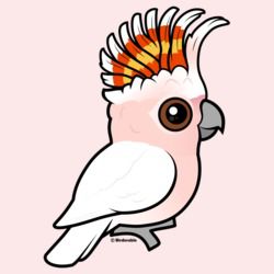 250x250 Cute Birdorable Gifts With Our Cartoon Pink Cockatoo