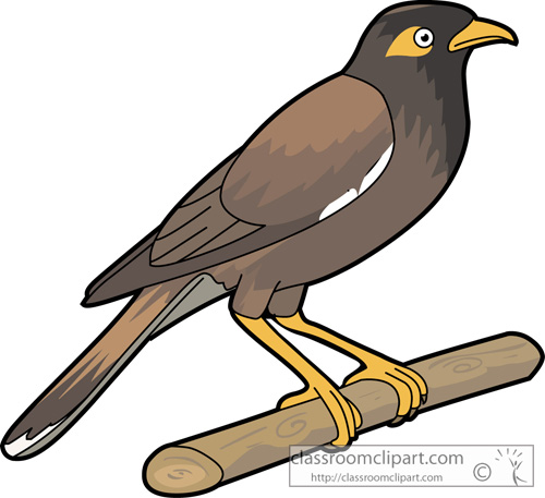 500x457 Mynah Bird Cliparts