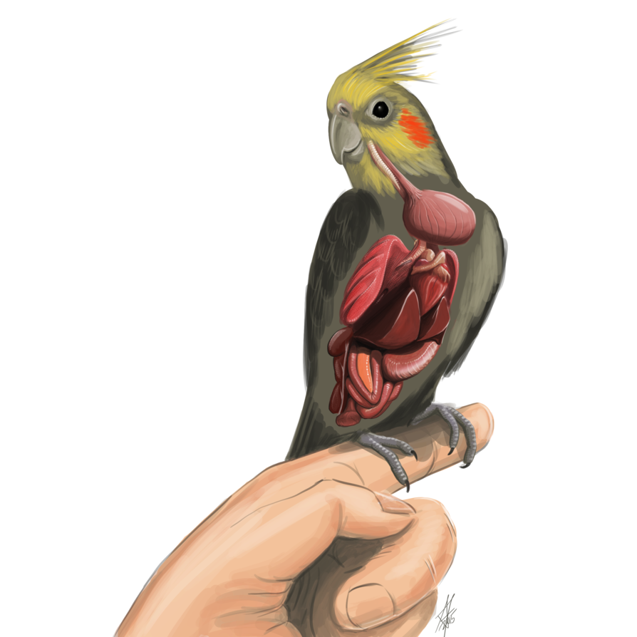 894x894 Anatomy Of A Cockatiel Bird