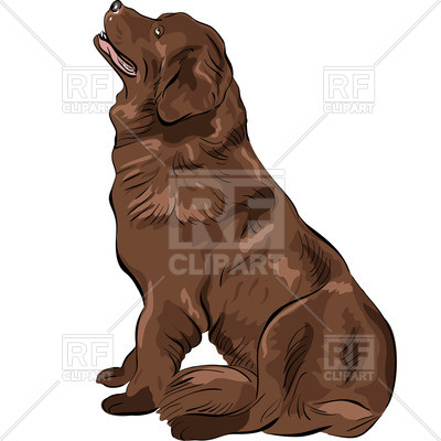 400x400 Sitting Newfoundland Royalty Free Vector Clip Art Image