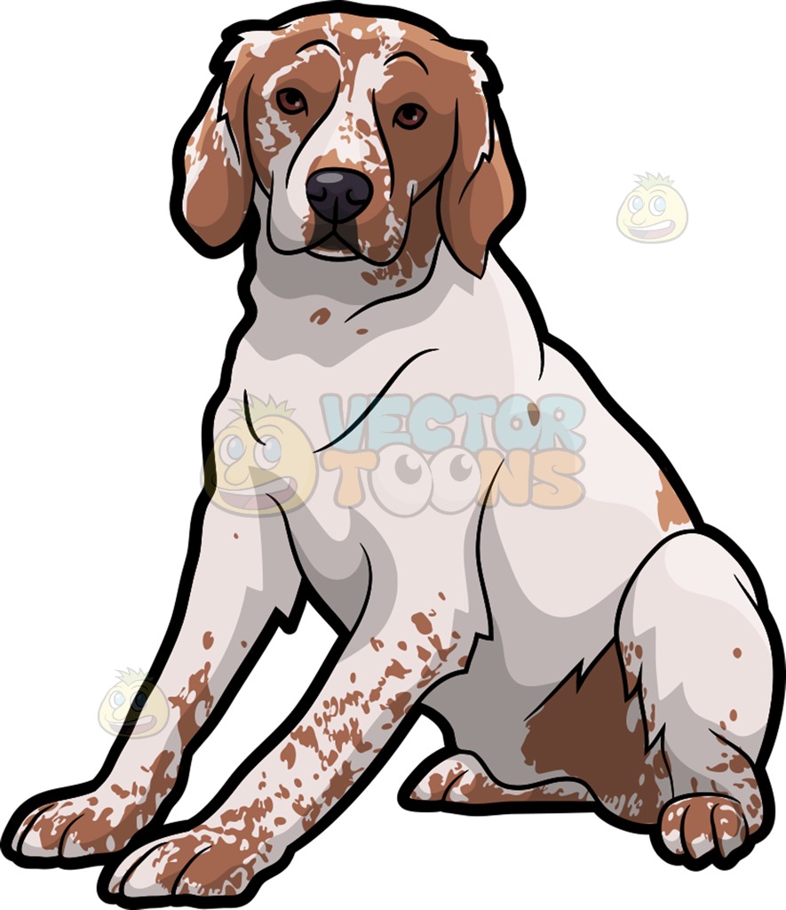 885x1024 Brittany Clipart