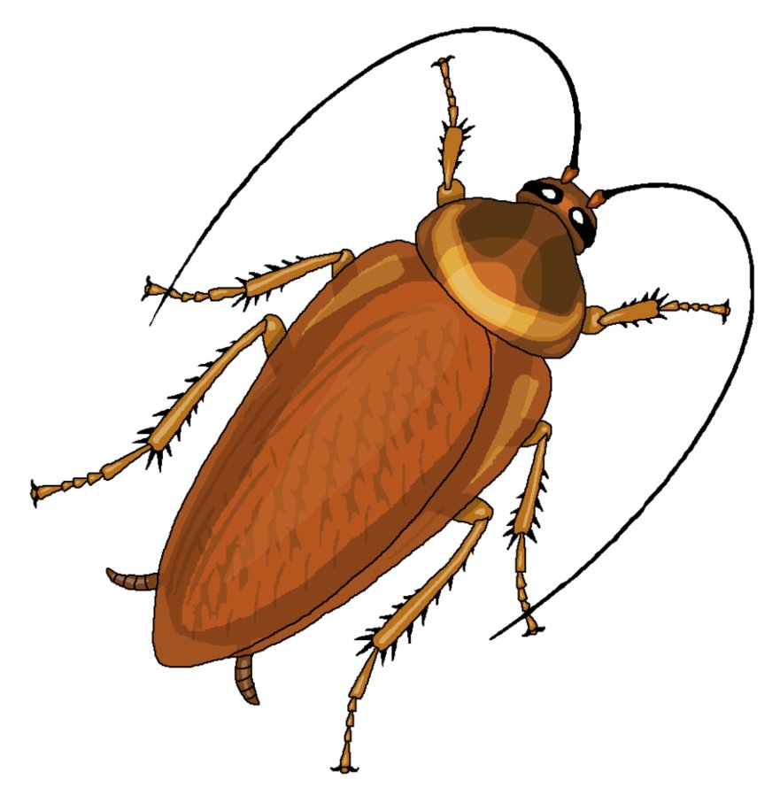 881x907 Cockroach Clipart By Misterbug