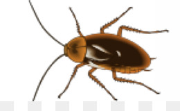260x160 Cockroach Pest Control Insect Clip Art