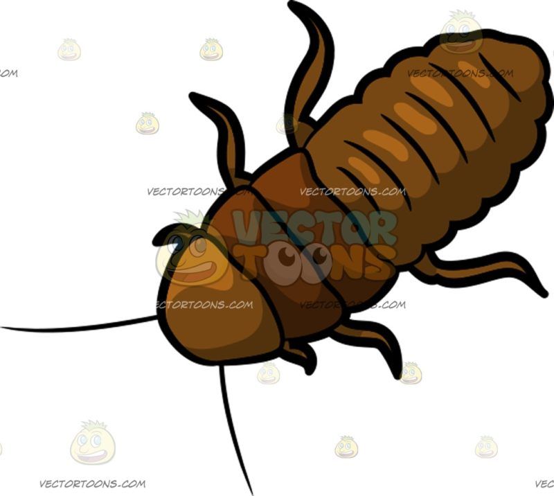800x716 A Short Cockroach