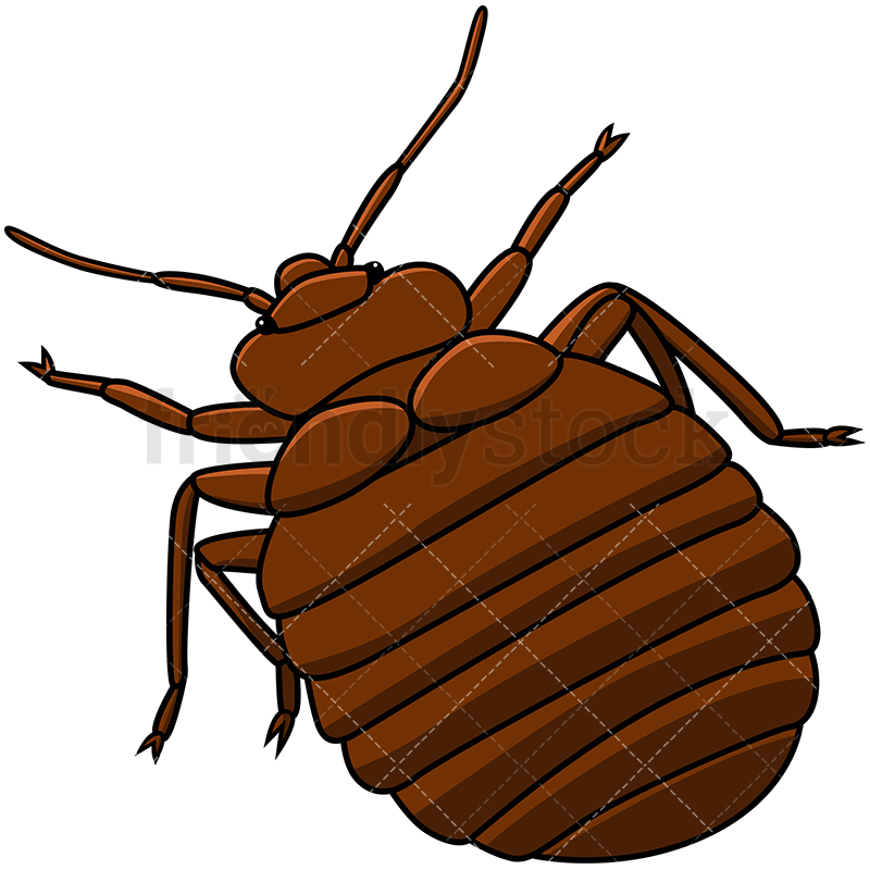 800x800 Bed Bug Top Back View Cartoon Vector Clipart