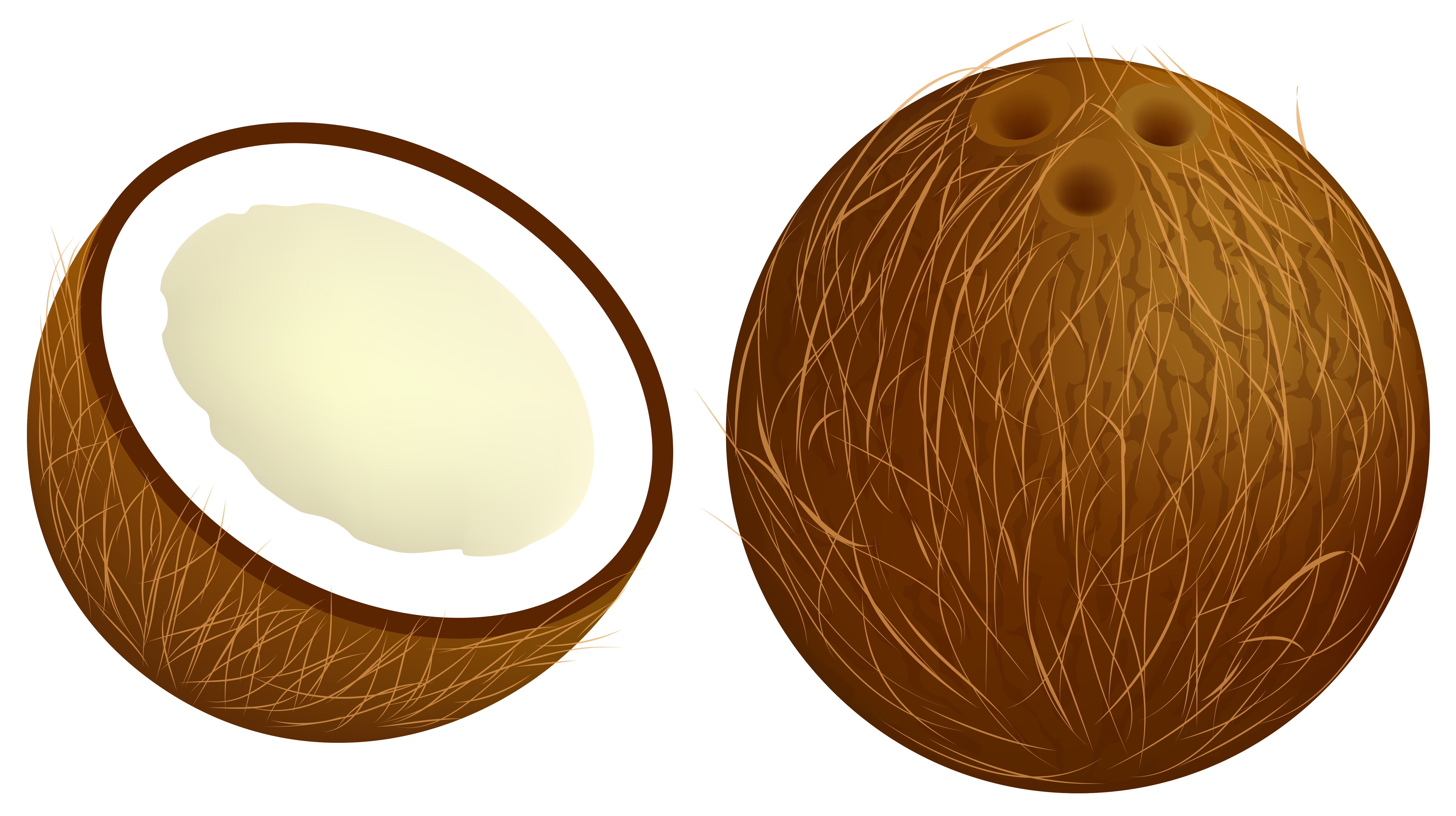 Coconut Clipart at GetDrawings | Free download