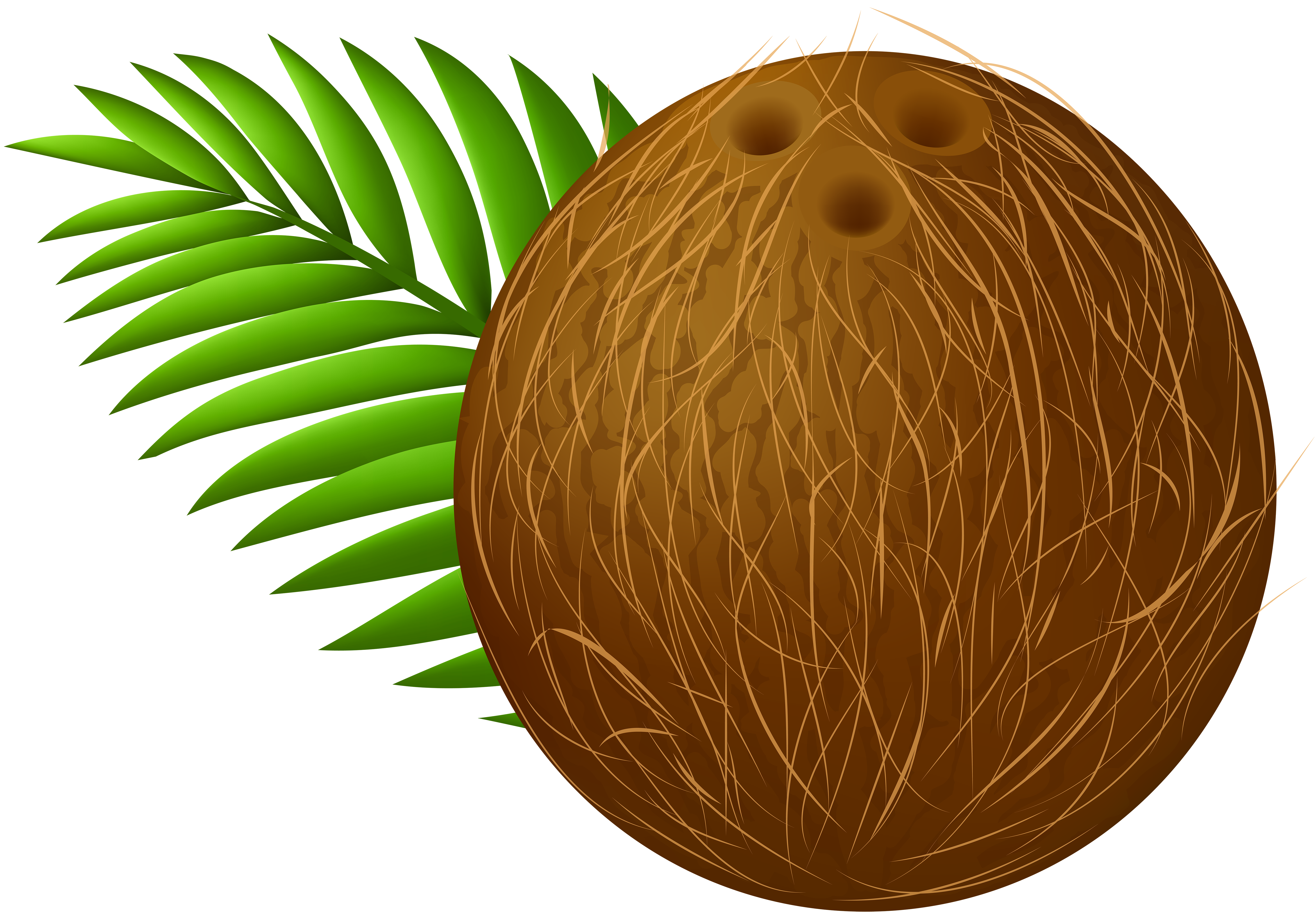 6000x4191 Coconut Transparent Png Clip Art Imageu200b Gallery Yopriceville