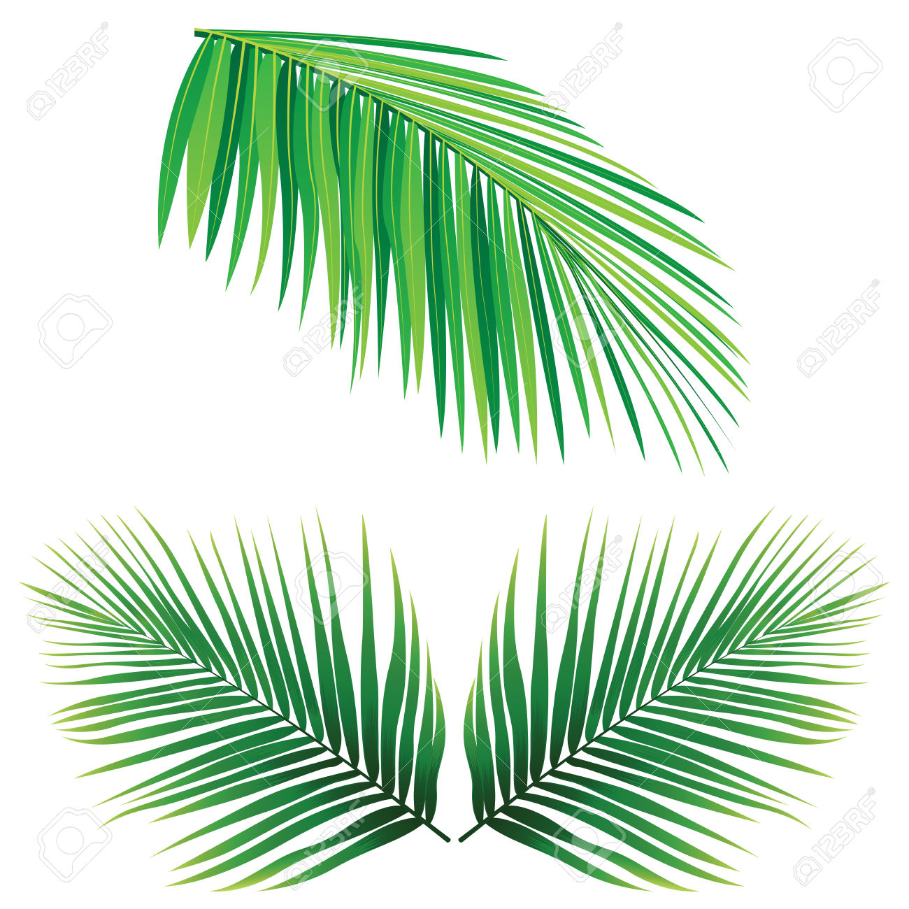 1300x1300 Coconut Leaf Clipart