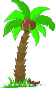 188x300 Clip Art Of A Palm Tree With Coconuts