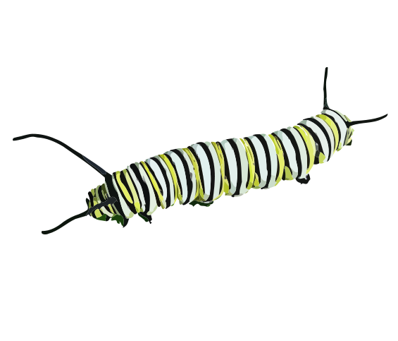 565x483 Free Graphics Of Butterflies