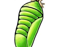 220x165 Cocoon Clipart Butterfly Cocoon Clip Art Stock Photo Free Clip Art