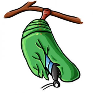 300x300 Cocoon Clipart Cocoon Clipart Clipart Panda Free Clipart Images