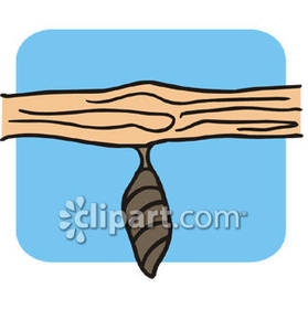 279x300 A Cocoon On A Branch