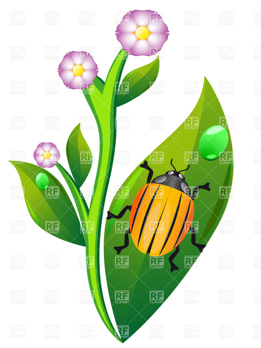 900x1200 Colorado Beetle On Leaf Of Potato Plant Royalty Free Vector Clip