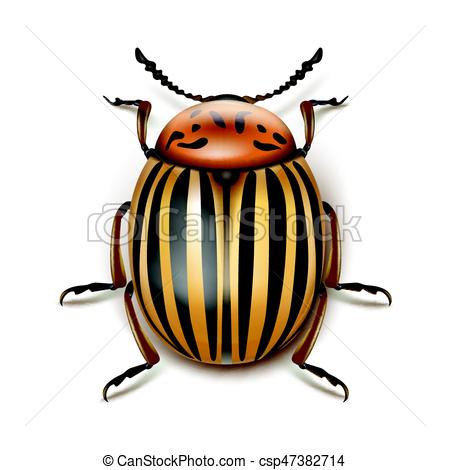 450x470 Vector Colorado Potato Beetle Close Up Top View Isolated