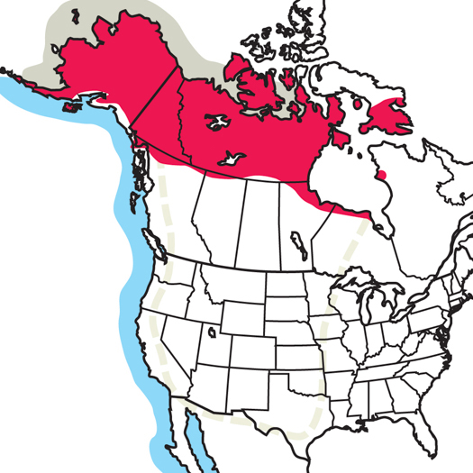 525x525 Pacific Loon Audubon Field Guide