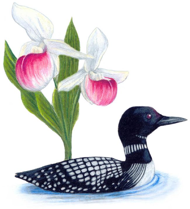 650x714 Loon Clip Art Minnesota State Bird And Flower Art