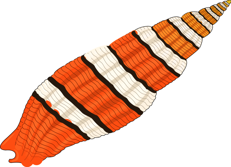 900x652 Seashell 01 Medium 600pixel Clipart, Vector Clip Art Animal