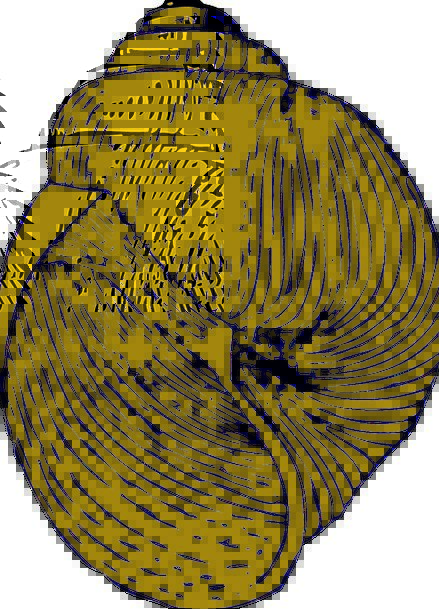 439x609 Snail Shell Pixcove