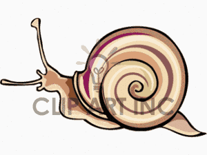 300x225 Snail Seashell Clipart, Explore Pictures