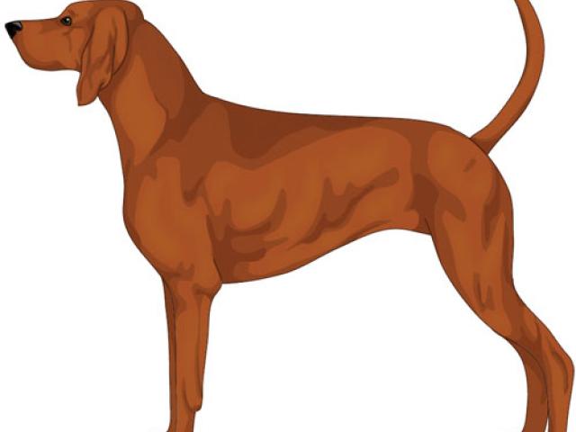 640x480 Hound Clipart