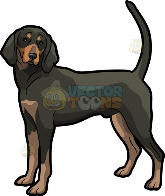 538x640 A Cute Coonhound Pet Dog Cartoon Clipart Vector Toons