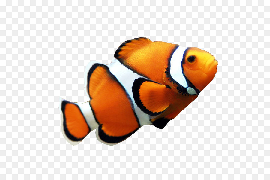 900x600 Clownfish Coral Reef Fish Angelfish Clip Art