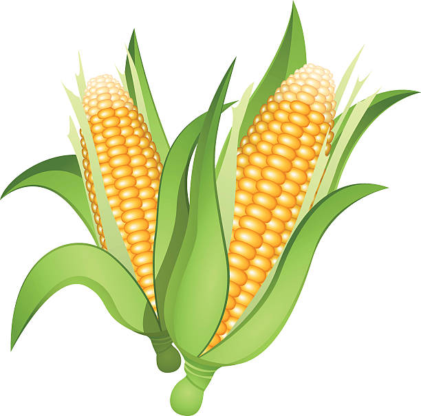 612x605 Corn Clipart Angry 3188172