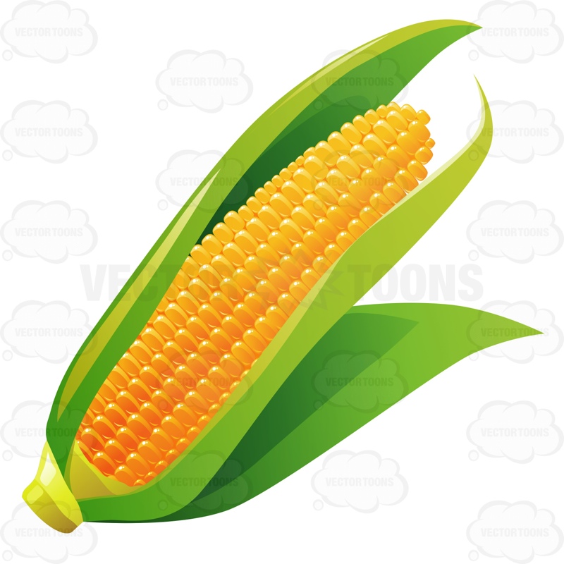 800x800 Corn Leaves Clip Art