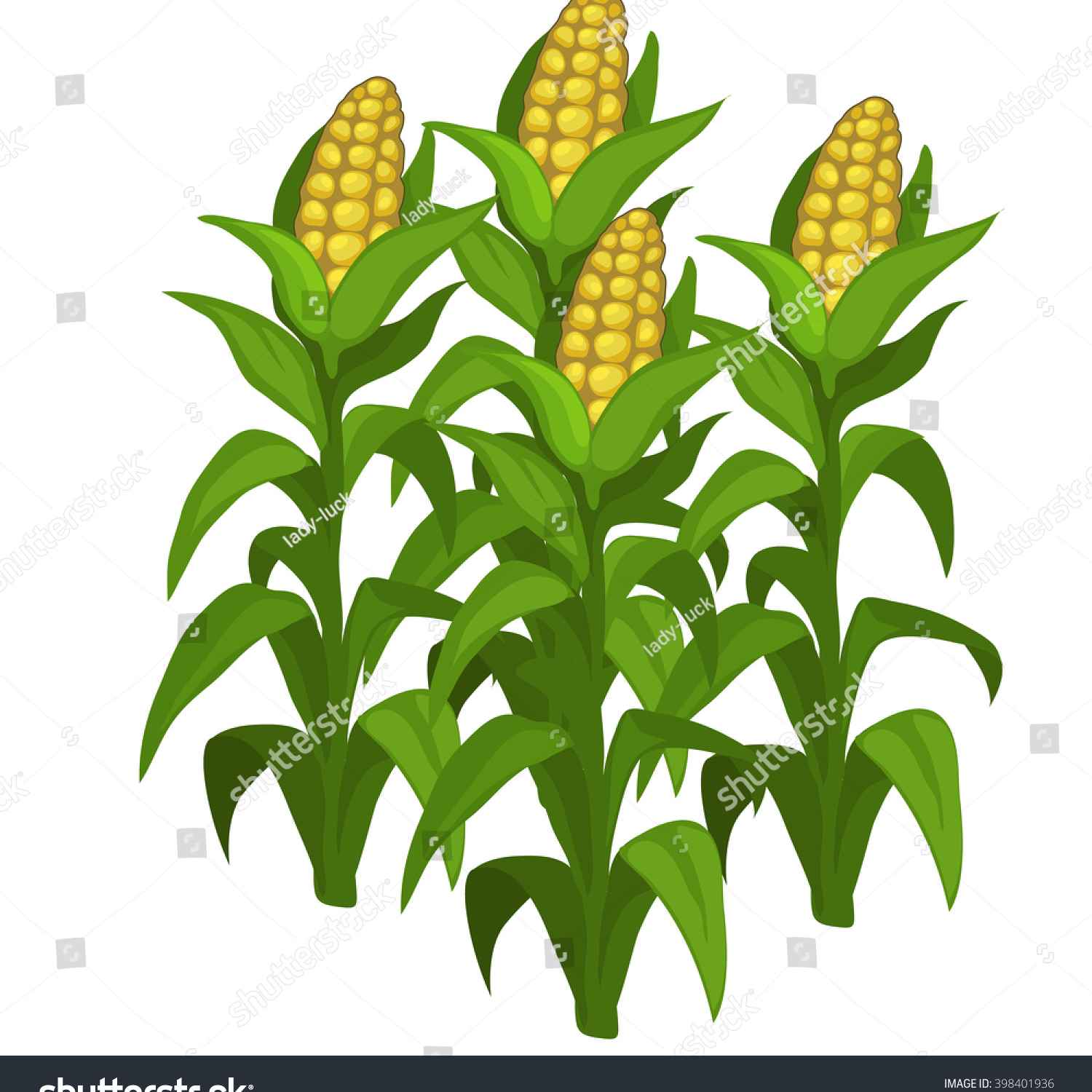 1500x1500 Corn Plant Clip Art