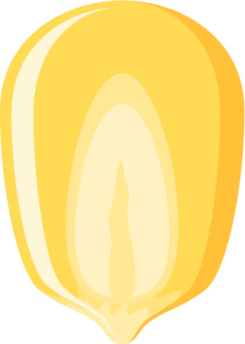 349x491 Corn Kernels Clipart