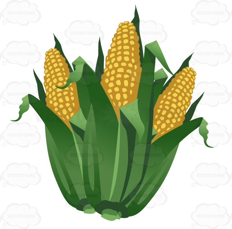 800x790 Ears Of Corn Clipart