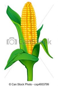 203x300 Indian Corn Clipart Indian Corn Clip Art And Stock Illustrations