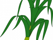 220x165 Corn Plant Clipart Corn Plant Png Clipart Stickers Png Mens Hair